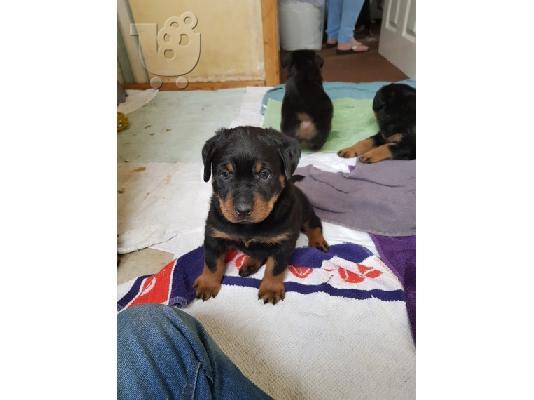 PoulaTo: Υγιεινά μικτά απορρίμματα Rottweilers